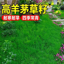 昂景进口高羊茅草坪草籽四季青种子绿化护坡固土草籽耐寒耐旱耐践踏草 蓝标高羊茅净籽50斤