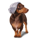 Rubies Old Lady Dog Wig  Small/Medium