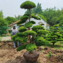 飞沭黄杨树苗庭院别墅地栽大型黄杨盆景工程绿化小叶黄杨景观树苗 精品造型黄杨【高1.8-2米】 带土球发货