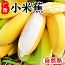 正鲜季广西小香蕉芭蕉新鲜水果国产整箱自然熟苹果小米香蕉 【上午摘下午发】 5斤