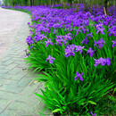 花无痕鸢尾花 庭院别墅花园植物蓝花鸢尾苗盆栽马兰花苗草本地栽 蓝花鸢尾苗：1000株
