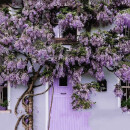 滨淇多花紫藤树苗地栽爬藤植物苗南方北方种植攀援花卉紫藤7厘米粗