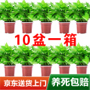 双盟 绿萝盆栽除甲醛花卉绿植办公室新房净化空气 110款储水盆10盆装