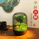 封茗【生命之树】生态瓶苔藓微景观青苔造景缸植物办公室绿植桌面盆栽 生命之树微景观(烟灰款)