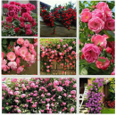 千特蔷薇花种子月季玫瑰四季开花爬墙庭院室内花卉盆栽植物玫瑰种子 混色500粒+肥料