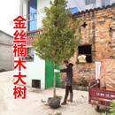 绿植花卉金丝楠木树苗大树正宗小叶桢楠庭院别墅地栽盆栽珍稀贵大型绿化树 金丝楠木地径5公分带土球 不含盆