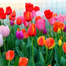 清韵伊人 荷兰进口郁金香种球阳台植物观花盆栽耐寒水培土培花卉 混色100球 3CM及以上