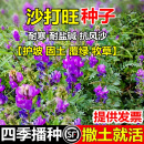 沙打旺种子耐盐碱固土多年生荒山护坡绿化草种孑护坡抗风沙牧草籽 沙打旺种子净籽100斤装