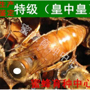 意蜂蜂王开产王意蜂产卵王意蜂王蜜浆王交尾王意蜂蜂群意蜂群笼蜂 产卵王新开产王生产王交尾王种