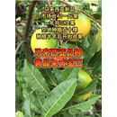 黄晶果树苗嫁接苗6号四季当年结果南方耐寒大黄宝石冬蜜黄金果苗 精品黄宝石嫁接2年苗 50cm(含)-60cm(不含)