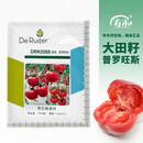 寿禾 普罗旺斯西红柿种子水果番茄口感型大果粉果秋冬季蔬菜菜籽种籽 普罗旺斯种子1千粒原装