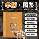 羊病图鉴 羊病鉴别诊断技术大全书 图解羊瘟羊疫羊传染病代谢病寄生虫病等 羊病控制羊场生物安全体系建立 羊病临床症状剖检病理详解 养羊书籍 动物医学兽医学畜牧养殖农技推广书籍 中国农业科学技术出版社