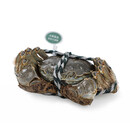 [公蟹]鲜活黄河口大闸蟹2.3-2.7两/只