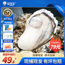 贝司令（BEISILING）【鲜活】乳山生蚝海鲜贝类牡蛎特大号2-4两 净重4斤装8-15只