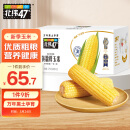 北纬47°（BEIWEI） 黄糯鲜玉米200g*10穗  低脂玉米棒糯玉米东北玉米粘玉米