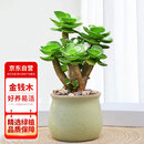 花行榜 金钱木老桩多肉植物盆栽绿植花卉 含马卡龙绿陶瓷盆源头直发