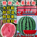 旺园兴大果美都西瓜种子耐裂大红瓤冰糖麒麟超8424酥甜美都西瓜种子籽孑 50克罐【大果美都】约800粒
