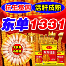 壮汉东单1331玉米种子大全双胞胎矮杆抗倒伏抗病硬质大马牙大棒苞米种 纯度一级【约3.8斤】