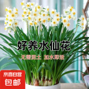 水仙花种球年宵绿植花卉室内水培桌面盆栽植物土培种球 水仙种球 【严选款】优质种球8粒(11-12cm)