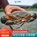 【活鲜】特大青蟹鲜活 超大母膏蟹公蟹肉蟹 年货礼品 红膏母蟹 5斤 （5只）
