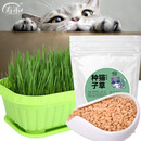 寿禾 猫草种子小麦苗土培水培猫零食草籽 潍丰猫草种子200g
