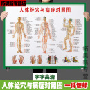 妙普乐人体穴位高清图解大全中医养生人体经络穴位图大挂图全身高清穴位 004 绿色人体经穴对照图整体 pp胶撕开可贴40x60厘米=24寸