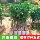 月娥芒果苗树嫁接特大金煌芒四季红贵妃芒果树苖当年结果带土地栽盆栽 红贵妃芒 十年苗