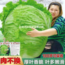 38斤越冬大白菜种子山东大白菜种籽大白菜种子抗病高产多叶白菜 原装2包(约2000粒)+宋品 38斤冬储大白菜种子