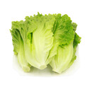 云南鲜生菜约400g