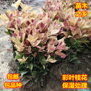 醉春木珍珠彩叶桂桂花树苗五彩桂金桂丹桂彩叶四季桂小苗桂树庭院 彩叶桂花10-30厘米2000颗