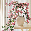 中梦  三角梅苗盆栽花期带花发货适合秋冬季种精品漳红绿樱多季开花卉 米琪罗飘45-50cm左右