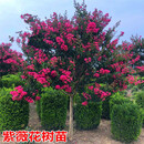 春描语 紫薇花苗艳红紫薇树苗美国红火箭小苗红花紫薇苗阳台庭院景观树风景树苗花卉植物当年开花耐寒耐旱 15公分粗【品种备注】精品树形 壮苗