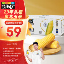 北纬47°（BEIWEI） 黄糯玉米200g*10穗  低脂玉米棒东北黄糯玉米 杂粮 杂粮礼盒