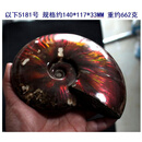 DL 1998胖东来同款斑彩螺摆件水玉冰魄化石菊石化石满光红光紫光手把件大 5181号实物