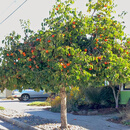 慕尔森 柿子树庭院果树老桩大树脆皮甜柿子苗树南方北方耐寒庭院地栽 柿子树【原土球发货】 【造型优美】柿子树8公分粗【2.2米左右高】