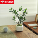 八芽小叶栀子花四季小盆栽植物好养办公室桌面开花小绿植源头直发包邮 小叶栀子花-陶瓷竖纹盆 带盆栽好（陶瓷盆）