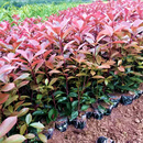 尔澜100棵红罗宾红叶石楠苗庭院绿化带工程苗木植物耐寒耐热源头直发