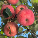 美外种苗 红富士条纹红皮脆甜苹果树苗嫁接苹果苗北方南方种植 4年苗