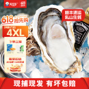 贝司令【鲜活】乳山生蚝海鲜水产贝类牡蛎烧烤4XL 净重9斤 18-24只箱装