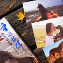 【自营包邮】重返狼群背后的故事 重返狼群 重返狼群李微漪正版 一部“人狼情未了”的旷世传奇 一段探寻人与自然和谐之道的路径