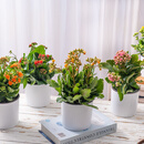 【健康长寿】长寿花随机色1盆