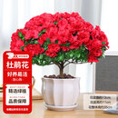 花翁杜鹃花盆栽花卉植物带花苞绿植 大号红色杜鹃(莲花瓷盆)源头直发