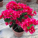 景郁春 JIRYUCUR三角梅花卉盆栽大苗爬藤重瓣植物室内阳台中国红带花源头直发 