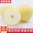 远达（YUANDA）河北皇冠梨赵县特产新鲜水果冰糖雪梨当季水果梨子整箱白梨脆甜 皇冠梨 净重4.5斤装单果230g+