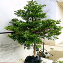 罗汉松树苗大树雀舌米叶迎客松老树桩别墅庭院盆栽盆景造型大盆栽 8公分粗【1棵装】