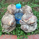 黎昕  水仙花王正宗漳州水仙花大种球花头适合雕刻水培年宵花卉 花王级，复瓣8个 26-28cm(水仙大花王)