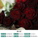 天狼月季2.8升盆扦插合集 果汁阳台庭院阳台植物盆栽玫瑰花苗 黑巴克 2.8升盆 扦插