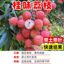 荔枝苗果树苗桂味糯米糍妃子笑无核荔枝树苗南北方种植 当年结果 桂味荔枝 两年苗 高度【60-70cm】