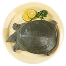 【地标认证】鲜活玉田大甲鱼1只 750g起