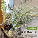 中梦龙柳鲜切雪柳枝客厅水培绿植物花卉室内干支雪柳 雪柳鲜枝65cm12枝